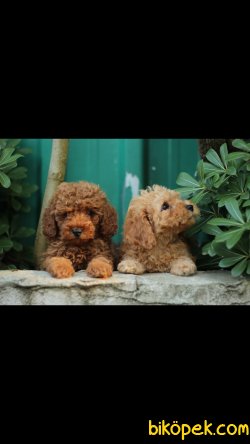 Toy Poodle 'Akkuş Üretim Çiftliği' 1
