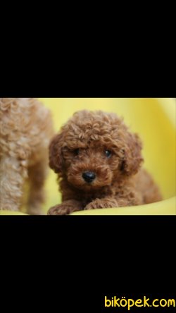 Toy Poodle 'Akkuş Üretim Çiftliği' 4
