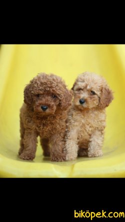 Toy Poodle 'Akkuş Üretim Çiftliği' 3