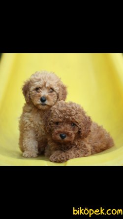 Toy Poodle 'Akkuş Üretim Çiftliği' 5