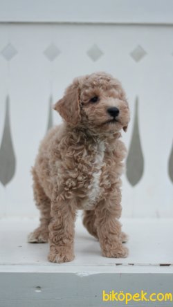 Toy Poodle 'Akkuş Üretim Çiftliği' 3