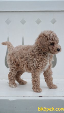 Toy Poodle 'Akkuş Üretim Çiftliği' 2