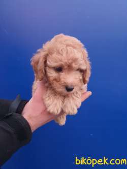 Toy Poodle 'Akkuş Üretim Çiftliği' 3