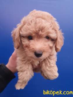 Toy Poodle 'Akkuş Üretim Çiftliği' 2