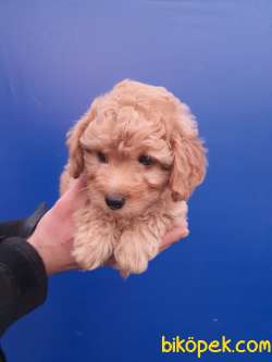Toy Poodle 'Akkuş Üretim Çiftliği' 4