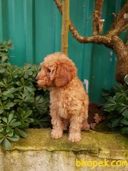 Toy Poodle 'Akkuş Üretim Çiftliği' 1