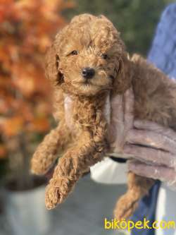 TOY POODLE APRICOT 2