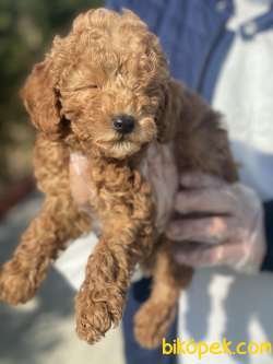 TOY POODLE APRICOT 1