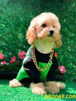 Toy Poodle Apricot 2