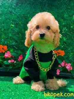 Toy Poodle Apricot 1
