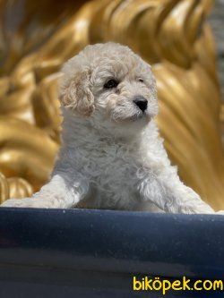 Toy Poodle Apricot Bebeğimiz 3