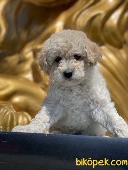 Toy Poodle Apricot Bebeğimiz 1
