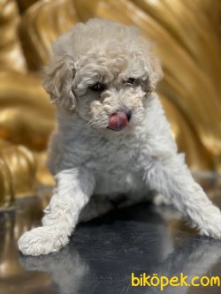 Toy Poodle Apricot Bebeğimiz 2