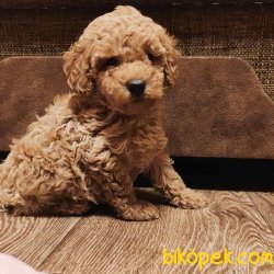 Toy Poodle Apricot Bebekler 2