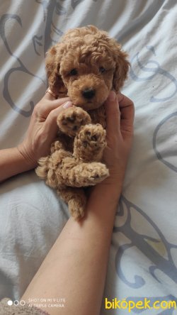 Toy Poodle Apricot Bebekler 1
