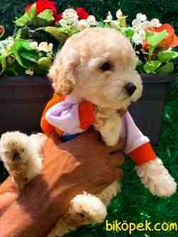 Toy Poodle Apricot Oğlumuz 4