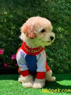 Toy Poodle Apricot Oğlumuz 2