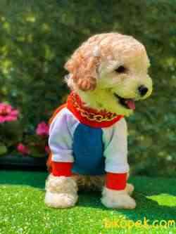 Toy Poodle Apricot Oğlumuz 1