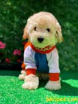 Toy Poodle Apricot Oğlumuz 3