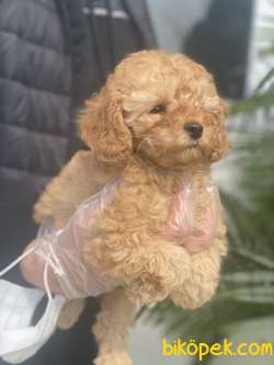 TOY POODLE BABY FACE 1