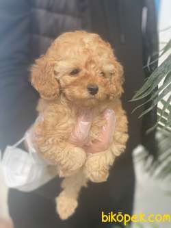 TOY POODLE BABY FACE 4