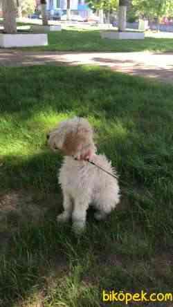 POODLE BADEM 4