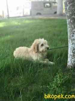 POODLE BADEM 2