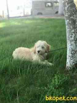 POODLE BADEM 1