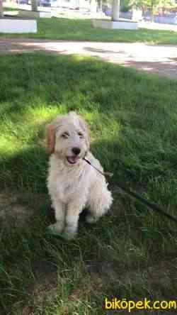 POODLE BADEM 3