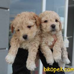 Toy Poodle Baskın Gen Maltipoo 1