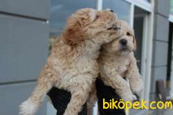 Toy Poodle Baskın Gen Maltipoo 2
