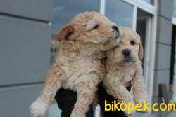 Toy Poodle Baskın Gen Maltipoo 4