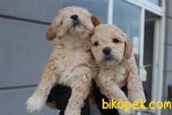 Toy Poodle Baskın Gen Maltipoo 3