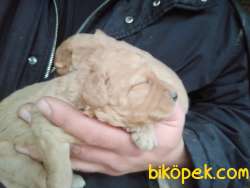 TOY POODLE BEBEKLER 2