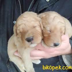 TOY POODLE BEBEKLER 1