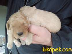 TOY POODLE BEBEKLER 3