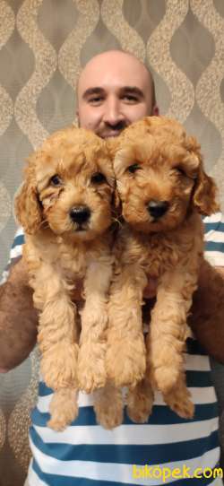 TOY POODLE BEBEKLER EV ÜRETİMİ 5
