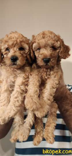 TOY POODLE BEBEKLER EV ÜRETİMİ 3