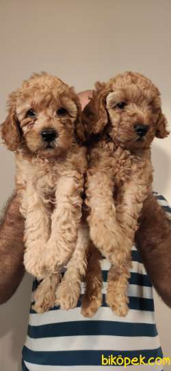 TOY POODLE BEBEKLER EV ÜRETİMİ 2