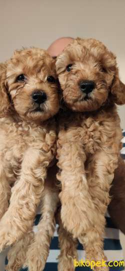 TOY POODLE BEBEKLER EV ÜRETİMİ 4
