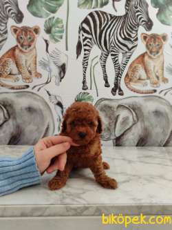 Toy Poodle Bebekler Sizi Bekliyor