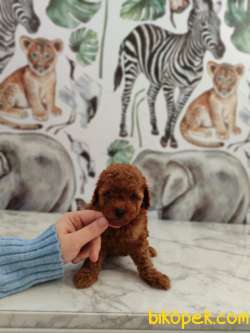 Toy Poodle Bebekler Sizi Bekliyor 4