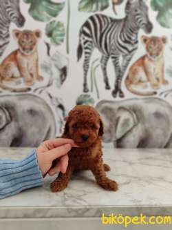 Toy Poodle Bebekler Sizi Bekliyor 2