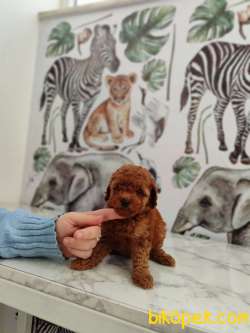 Toy Poodle Bebekler Sizi Bekliyor 3