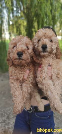 TOY POODLE BEBEKLERİ TESLİME HAZIR 1