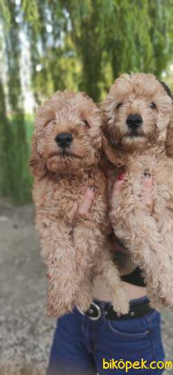 TOY POODLE BEBEKLERİ TESLİME HAZIR 5