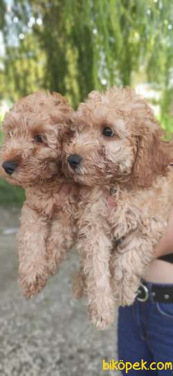 TOY POODLE BEBEKLERİ TESLİME HAZIR 4