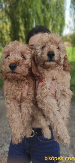 TOY POODLE BEBEKLERİ TESLİME HAZIR 2