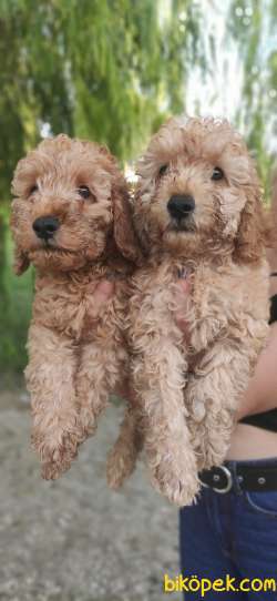 TOY POODLE BEBEKLERİ TESLİME HAZIR 3
