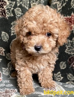 Toy Poodle Bebeklerimiz 4